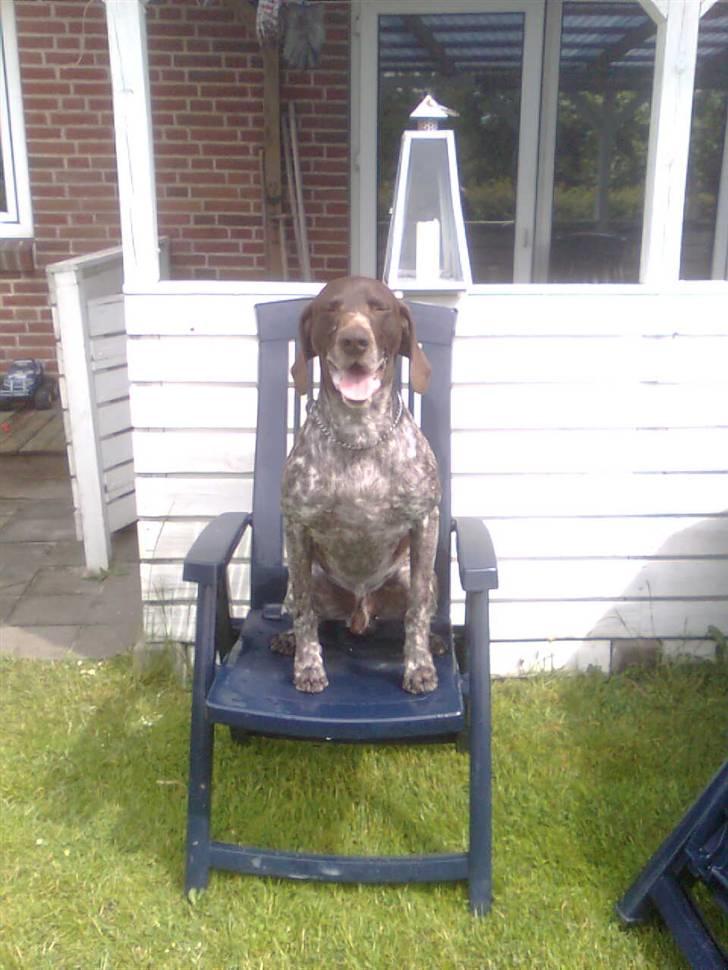 Korthåret hønsehund Sac R.I.P - Det her er MIN stol billede 6