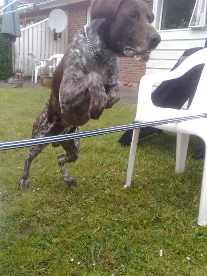 Korthåret hønsehund Sac R.I.P - Springer 62 cm se de benløft billede 7