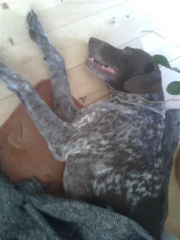 Korthåret hønsehund Sac R.I.P - Jeg er så træt. billede 8