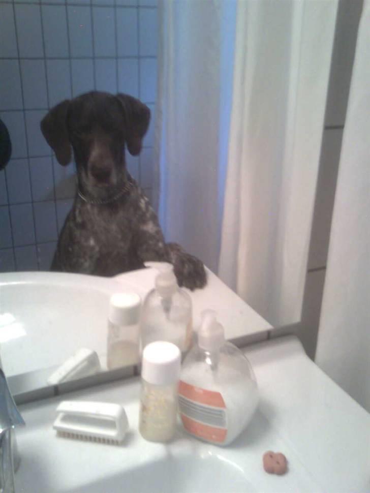 Korthåret hønsehund Sac R.I.P - Man skal vel se om ens hår sidder godt. billede 9