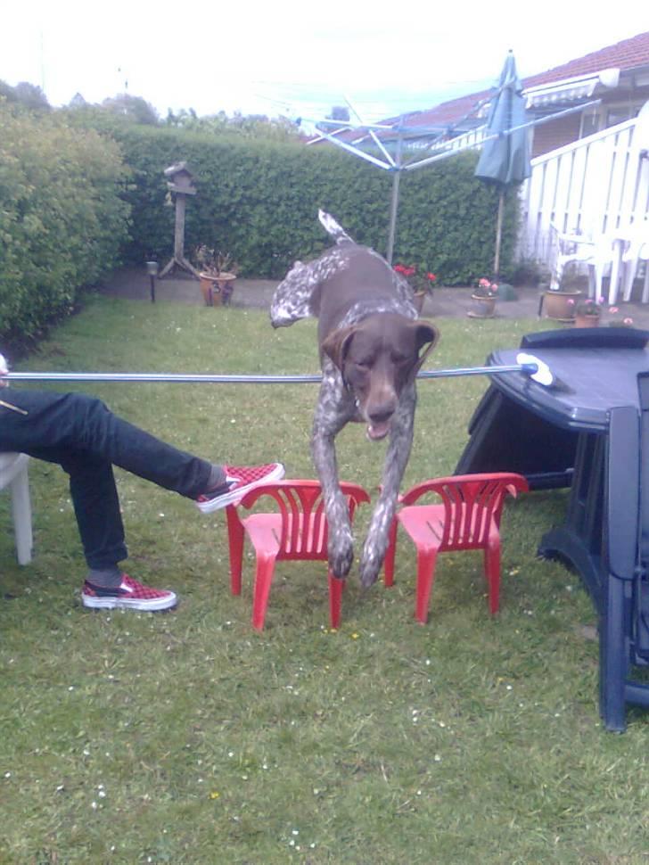 Korthåret hønsehund Sac R.I.P - Hopper lige 55 cm. billede 10