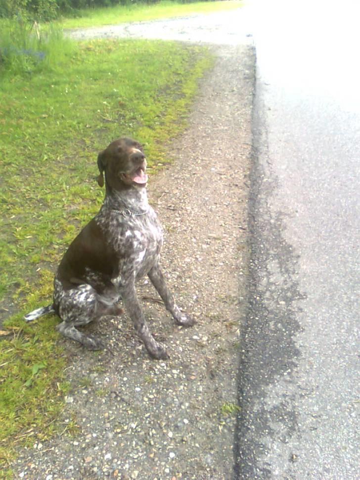 Korthåret hønsehund Sac R.I.P - Venter på at må gå over. billede 11