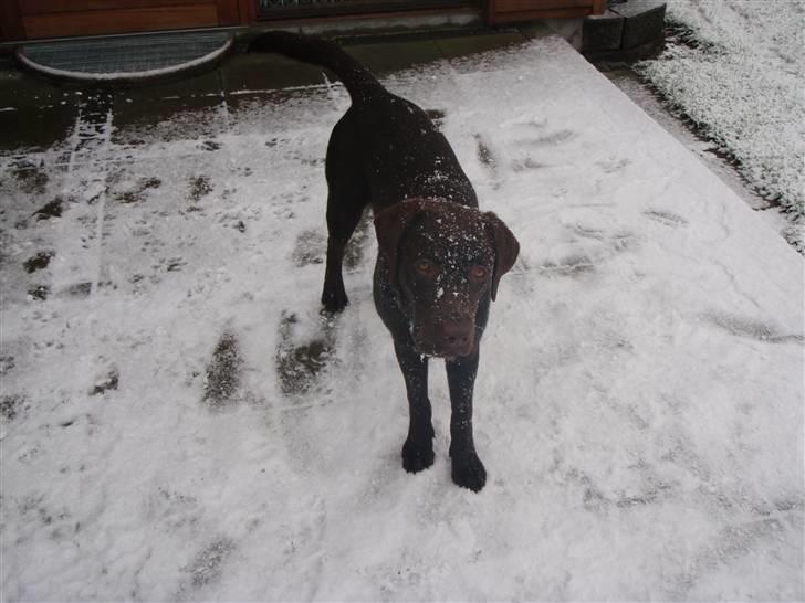 Labrador retriever Zanto - Zanto i sin første Sne..  billede 4