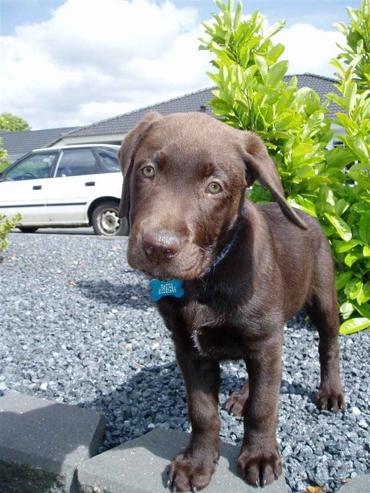 Labrador retriever Zanto billede 5