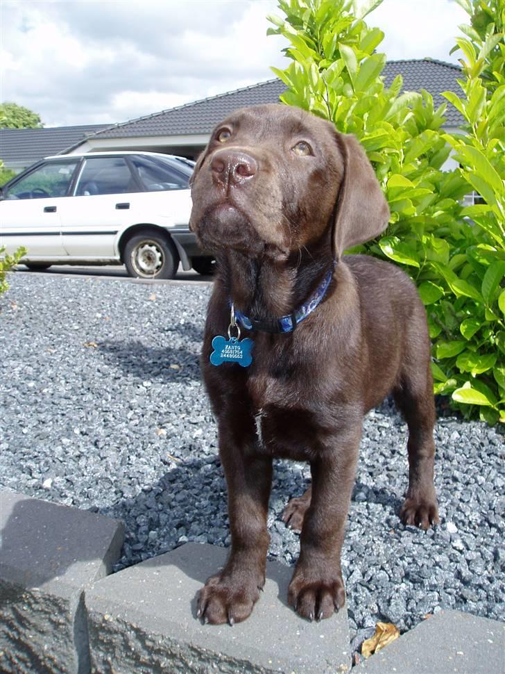 Labrador retriever Zanto billede 6