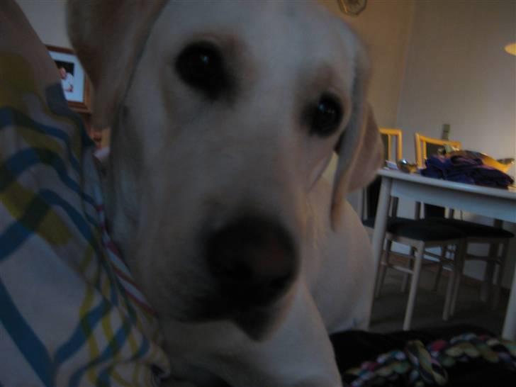 Labrador retriever Donna - Hej, velkommen til min Profil billede 1