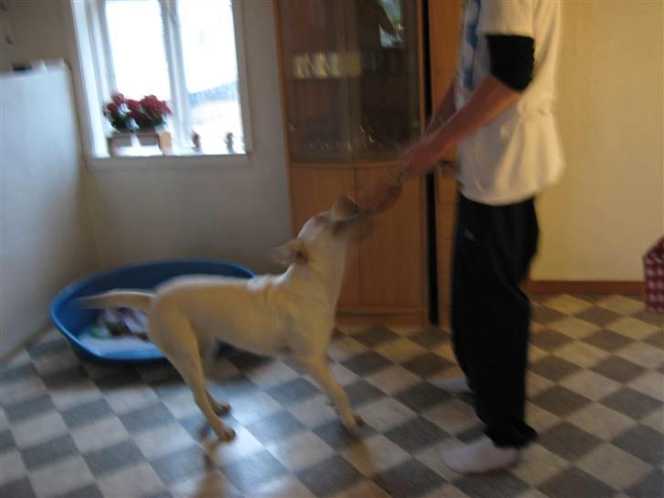 Labrador retriever Donna - Min ejer og jeg kæmper om legetøjet billede 2