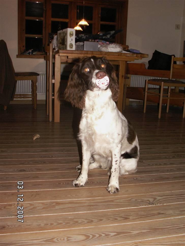 Field Trial spaniel Frida billede 1