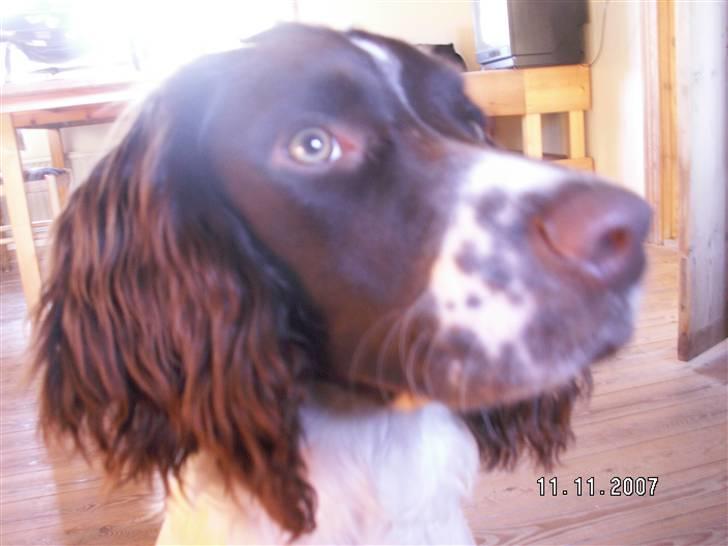 Field Trial spaniel Frida billede 2