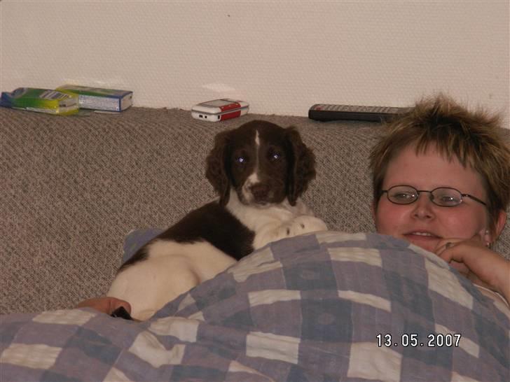 Field Trial spaniel Frida billede 3