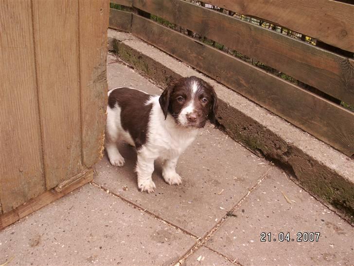 Field Trial spaniel Frida billede 4