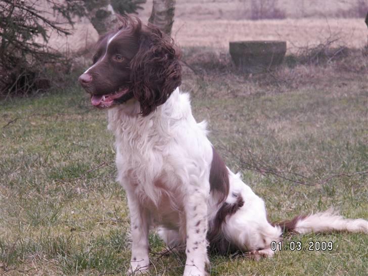 Field Trial spaniel Frida billede 5