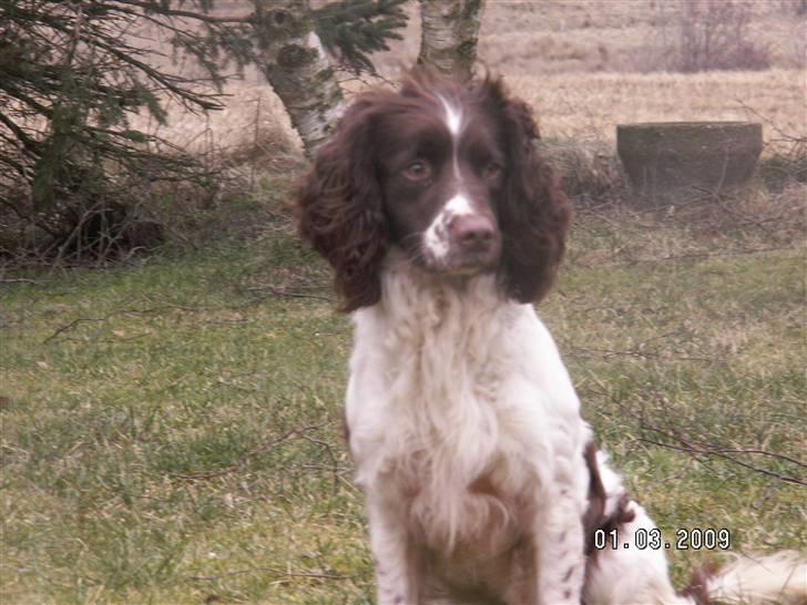 Field Trial spaniel Frida billede 6