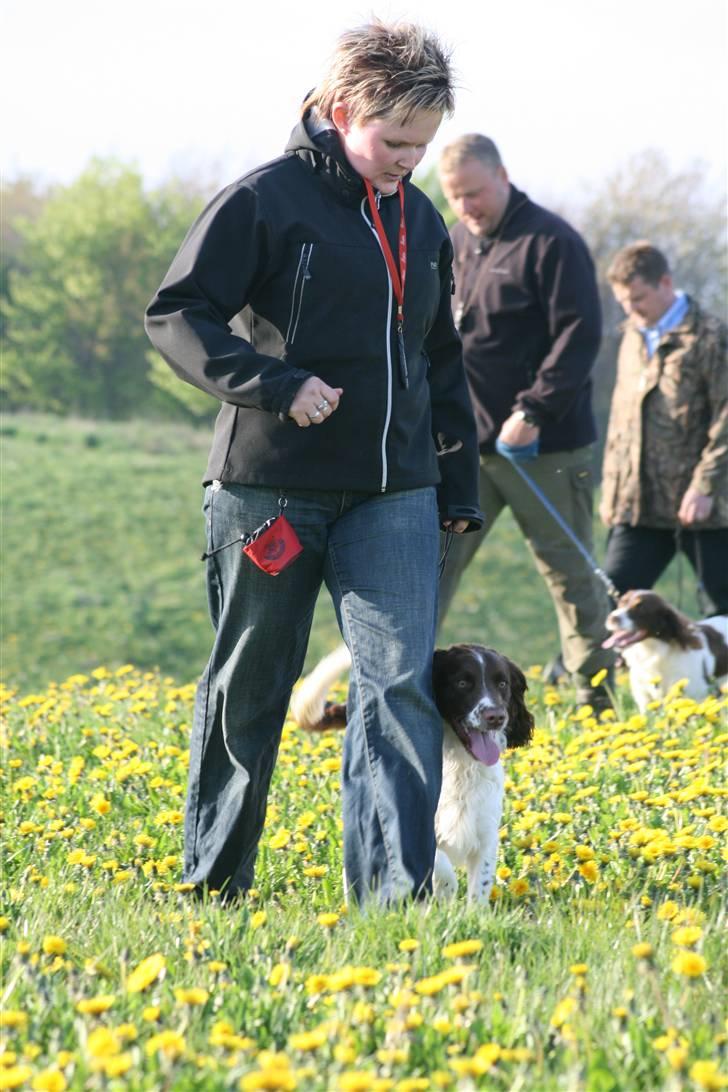 Field Trial spaniel Frida billede 7