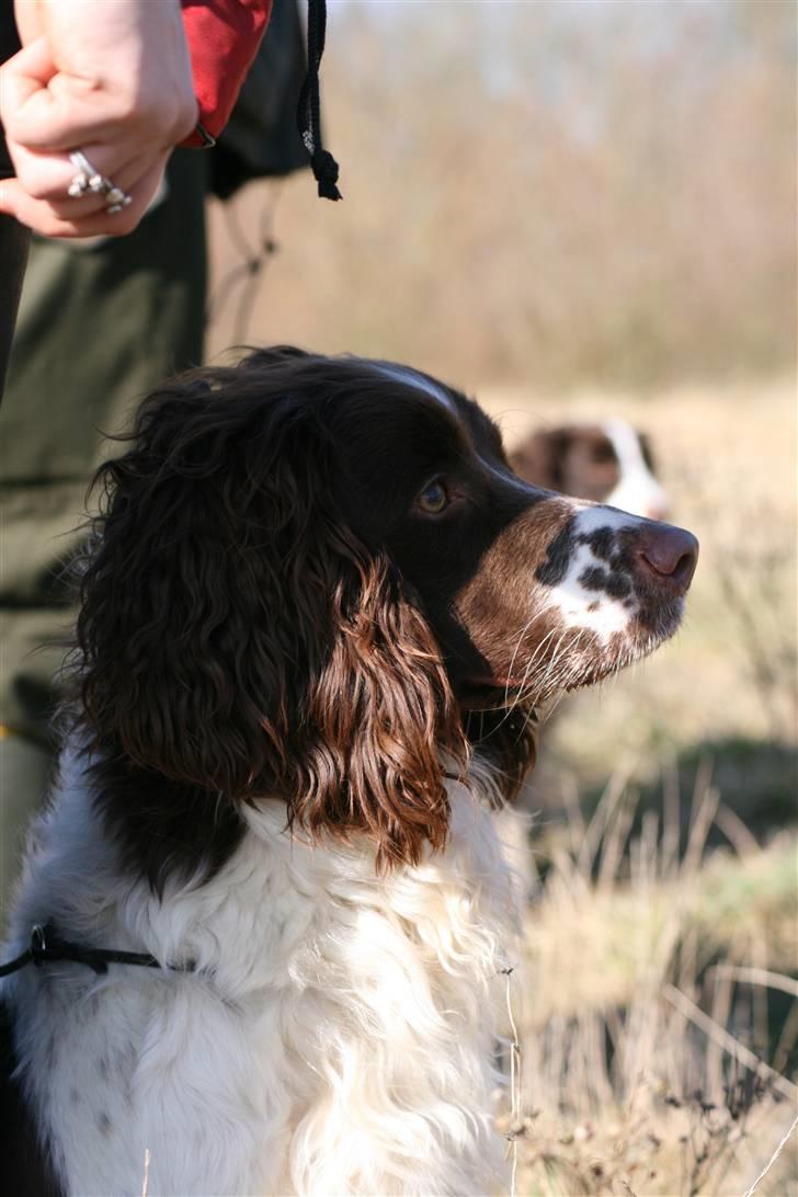 Field Trial spaniel Frida billede 9