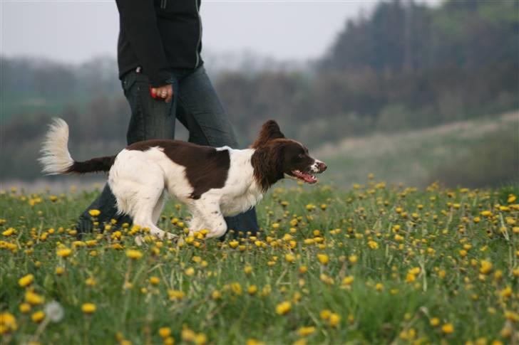 Field Trial spaniel Frida billede 10