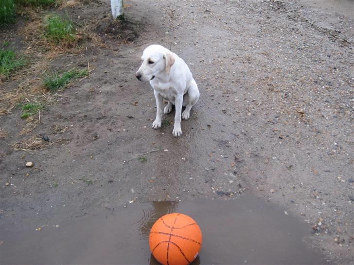 Labrador retriever Donna - Den bliver ikk sendt af sted af sig selv vel? billede 5