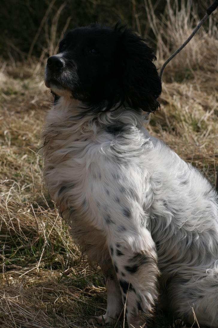 Field Trial spaniel Alf - himmelhund billede 1