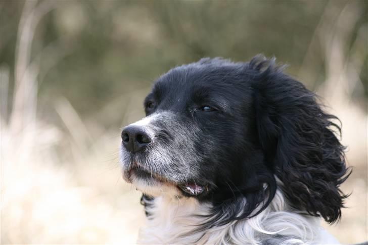 Field Trial spaniel Alf - himmelhund billede 2