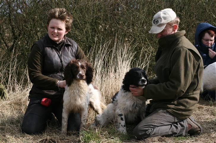 Field Trial spaniel Alf - himmelhund billede 3