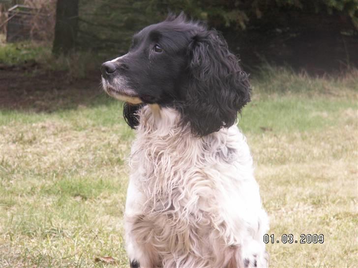 Field Trial spaniel Alf - himmelhund billede 4