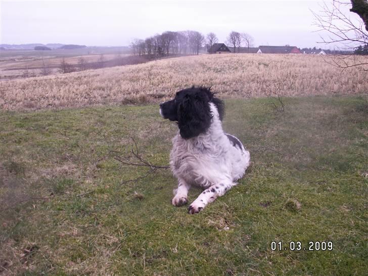 Field Trial spaniel Alf - himmelhund billede 5