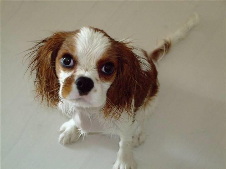 Cavalier king charles spaniel Freja billede 5