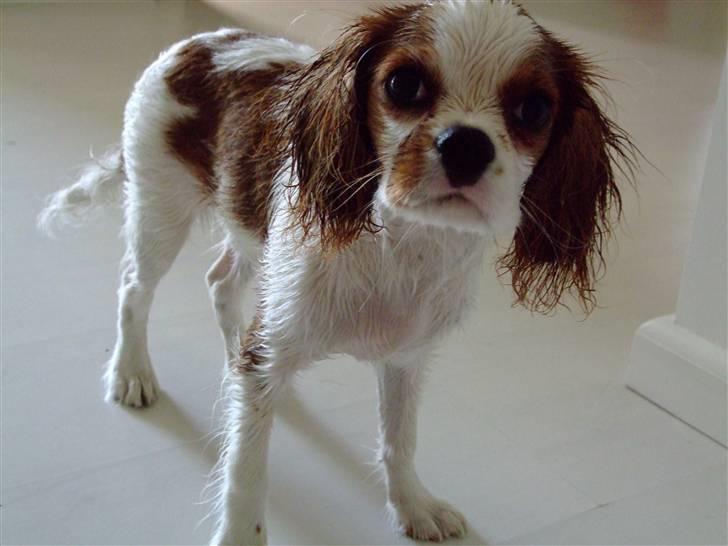 Cavalier king charles spaniel Freja billede 6