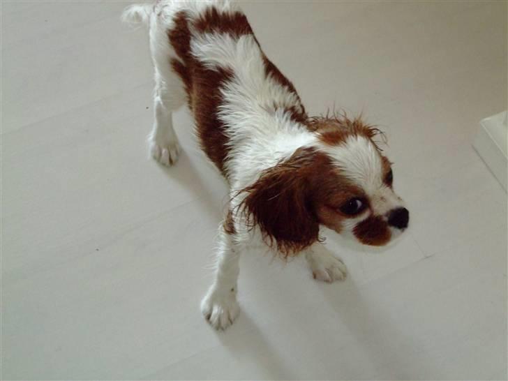Cavalier king charles spaniel Freja billede 7