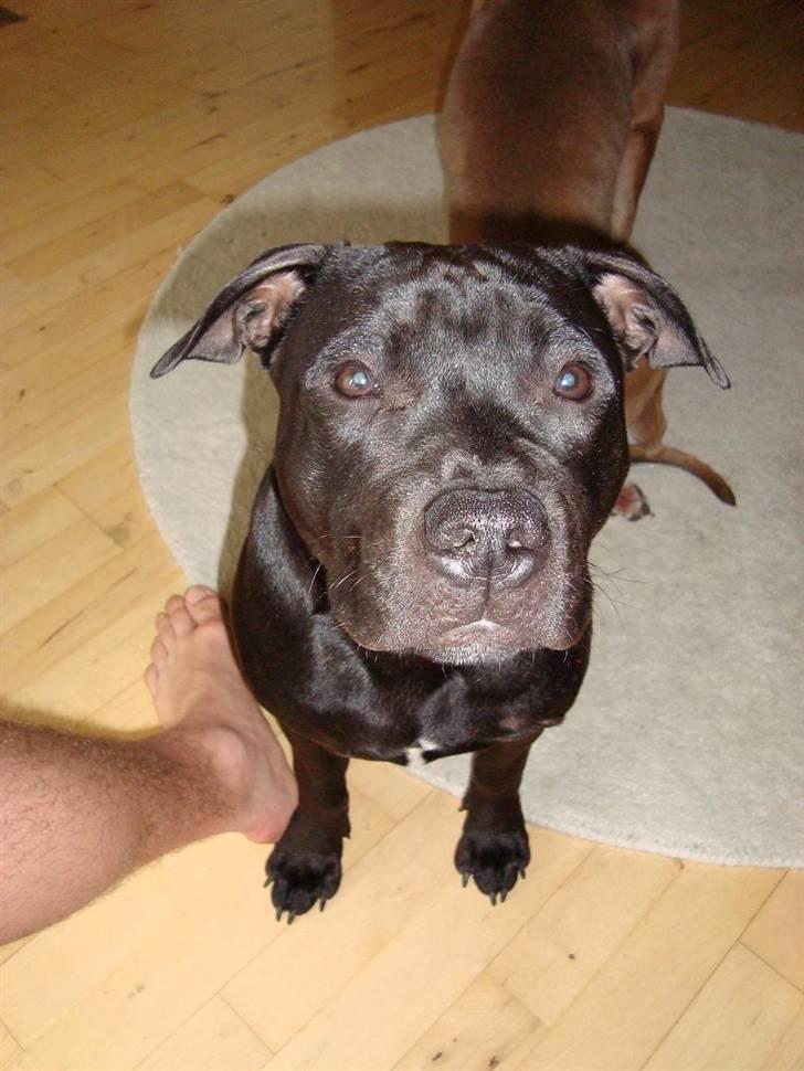 Staffordshire bull terrier Eddie billede 7