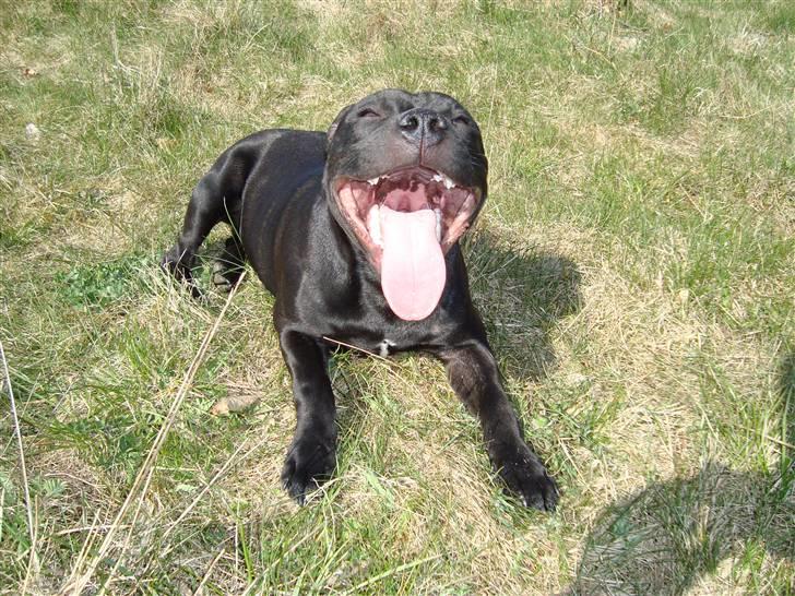 Staffordshire bull terrier Eddie billede 8