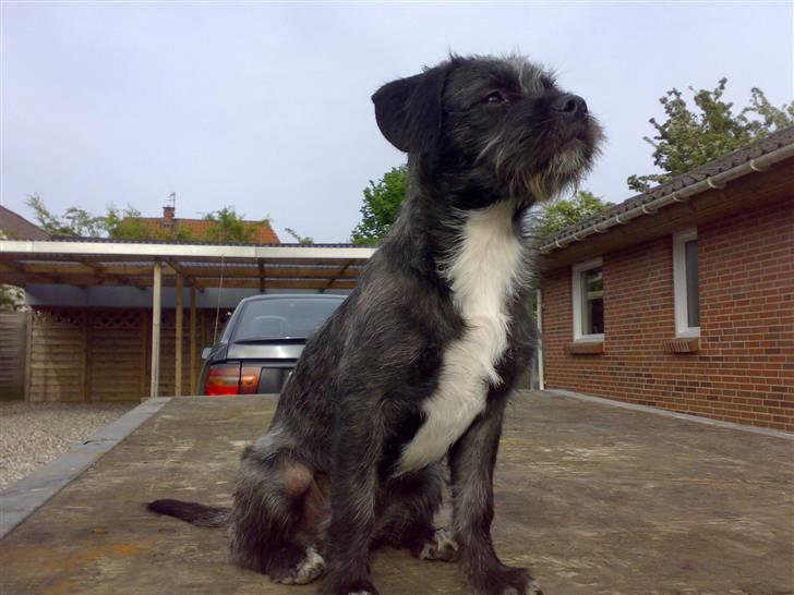 Blanding af racer mulle billede 1