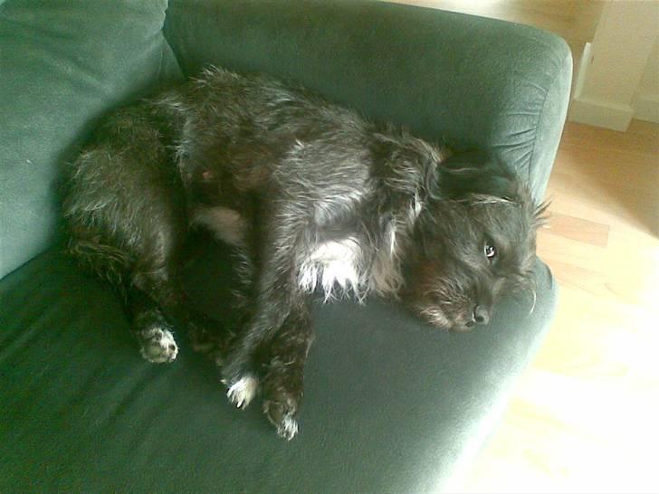 Blanding af racer mulle - elsker at putte /min stol billede 3