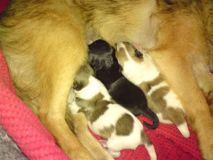 Blanding af racer Perle billede 6