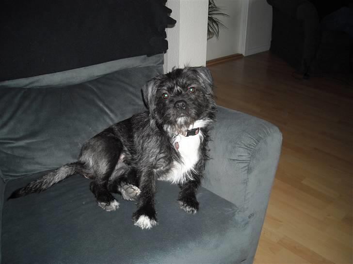 Blanding af racer mulle billede 4