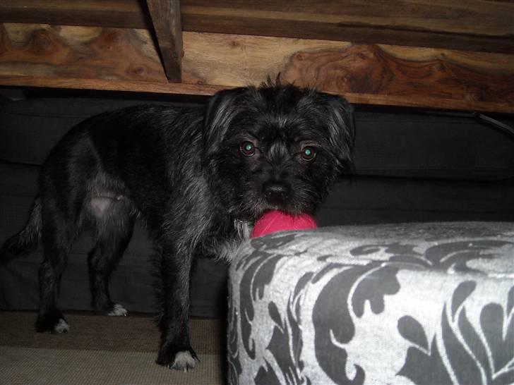 Blanding af racer mulle billede 5