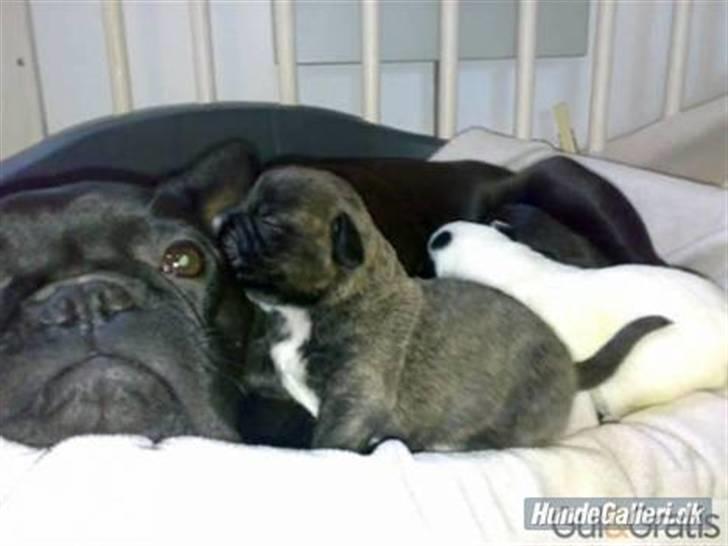 Blanding af racer mulle - mulle sammen med sin mor billede 6