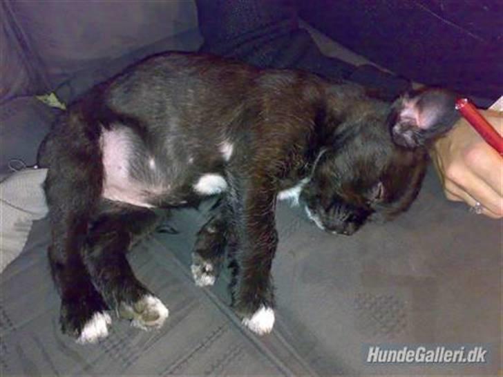 Blanding af racer mulle - mulle som lille  billede 7