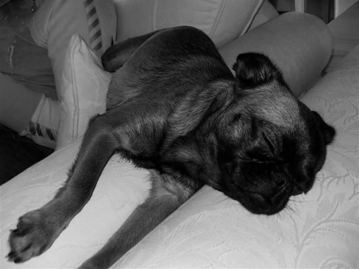 Griffon petit brabancon Sandie billede 12