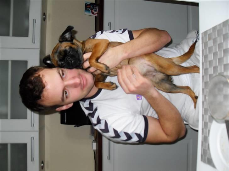 Griffon petit brabancon Sandie billede 13