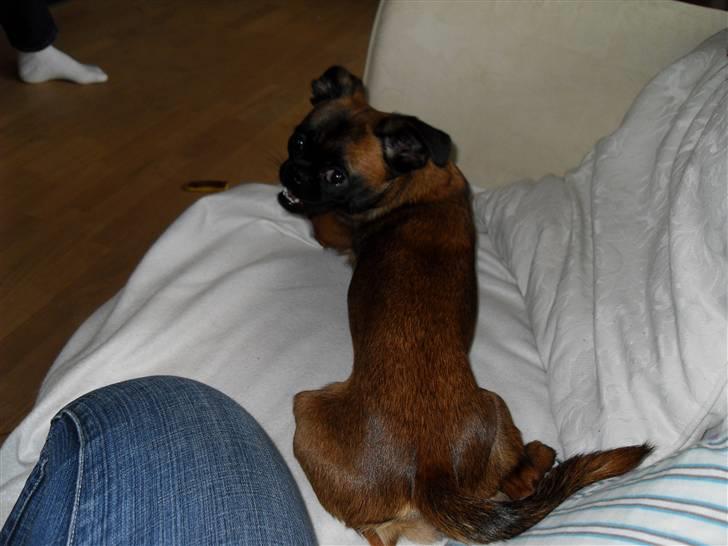 Griffon petit brabancon Sandie billede 14