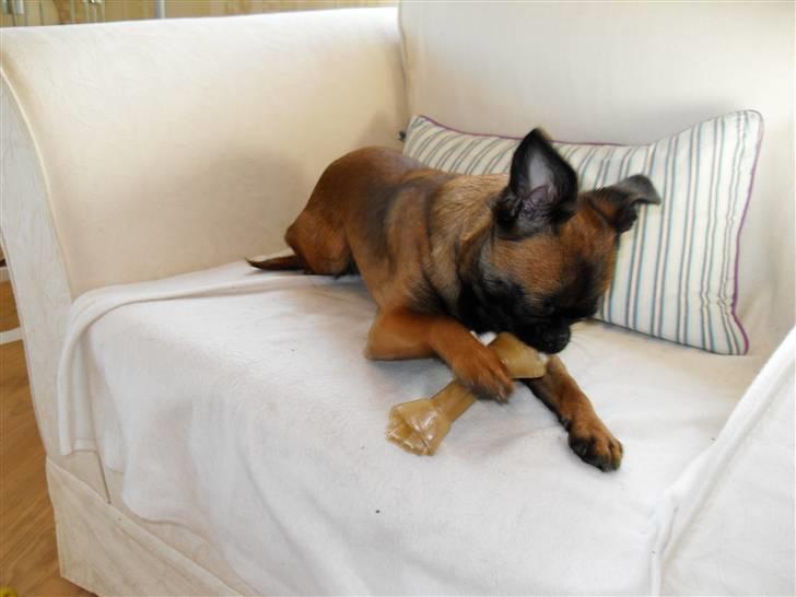 Griffon petit brabancon Sandie billede 15