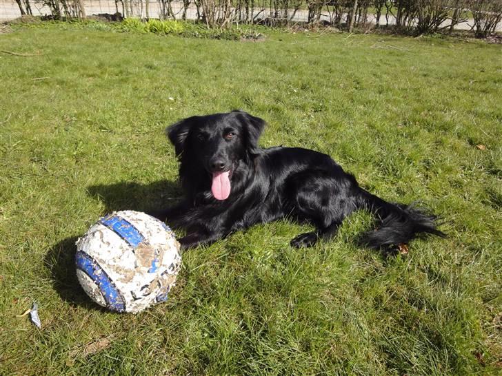Blanding af racer Micko - April 2010 . Micko 1 år :) billede 1