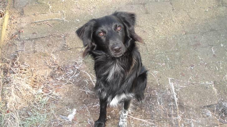 Blanding af racer Micko - Dec 2009 . Micko 8 måneder :) billede 3