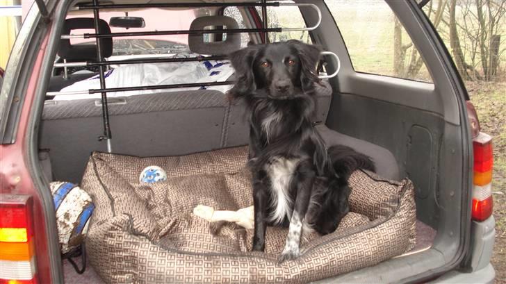 Blanding af racer Micko billede 5