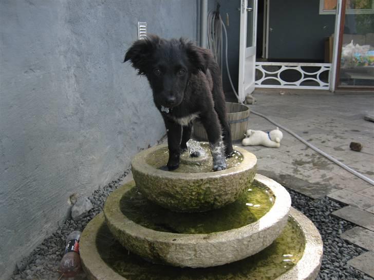 Blanding af racer Micko - her er jeg lille og fræk hos Tante Tanja billede 6