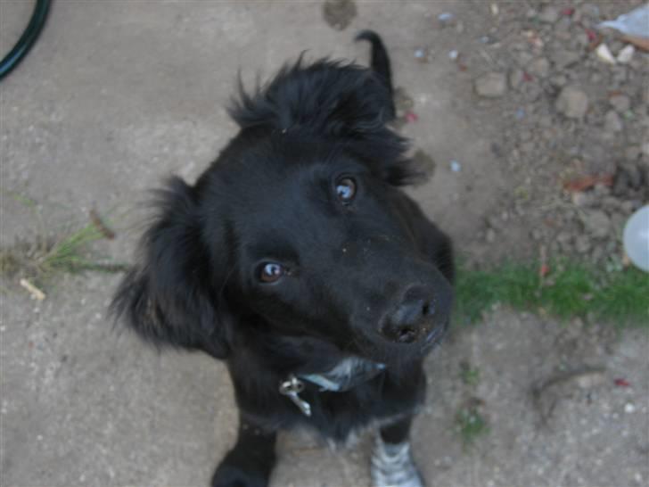 Blanding af racer Micko billede 7