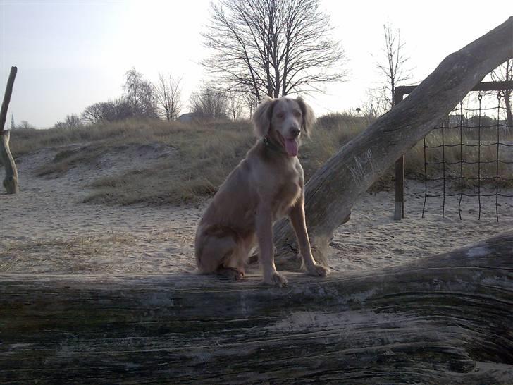Langhåret Weimaraner Luna - Sidder fin på en kæmpe træstamme. i starten betraktede hun det vist som et kødben, der blev ihvertfald gnavet i den! (; billede 8