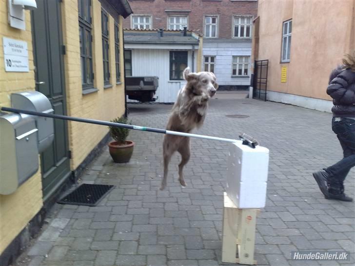 Langhåret Weimaraner Luna - Hun springer 110 cm ! ;) billede 9