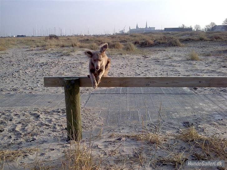 Langhåret Weimaraner Luna - Hun springer 1 m nede på stranden ;) billede 10